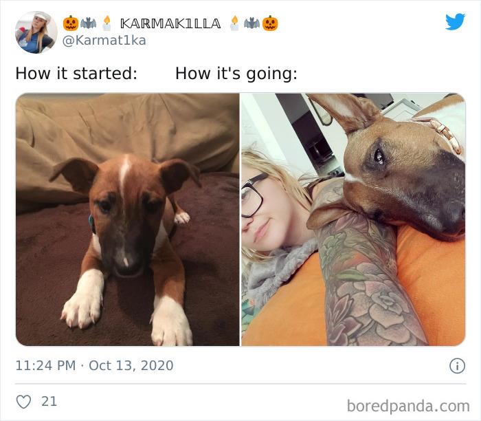 How-It-Started-Ended-Pets