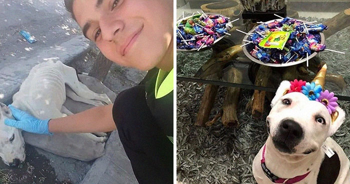 45 De las mejores reacciones de dueños de mascotas ante el desafío de «Cómo empezó» VS «Cómo acabó»