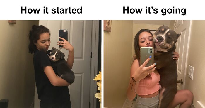 45 Of The Best Reactions Pet Owners Had To The ‘How It Started Vs. How It Ended’ Meme Challenge