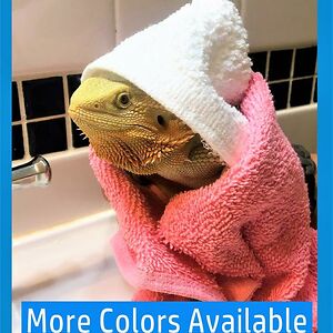 yourlocallizardx avatar