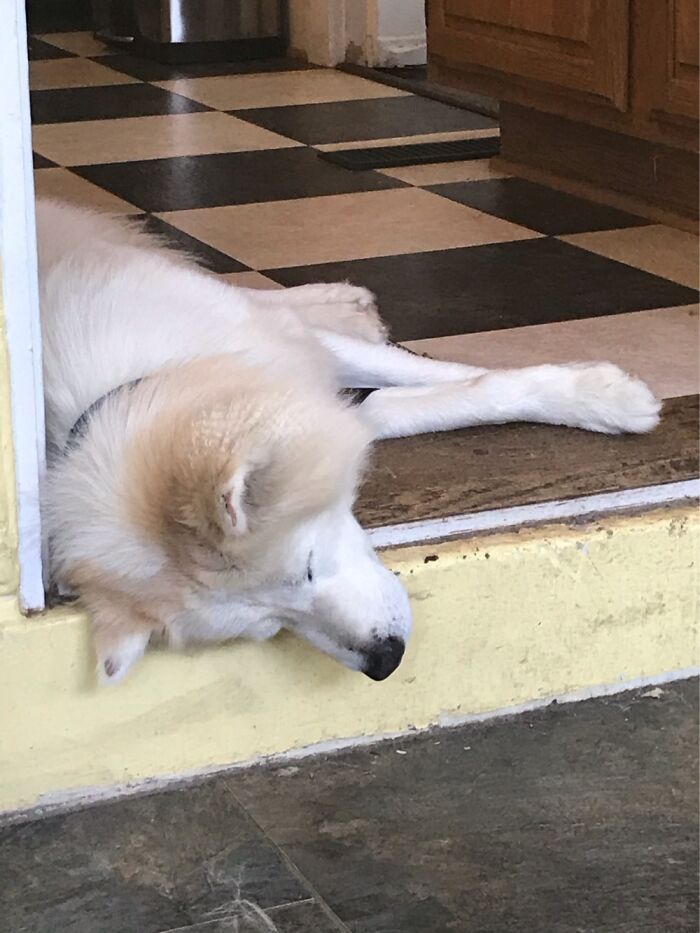 This Is Finley, And The Only Way He Sleeps Is If He’s Halfway, Off Of Something