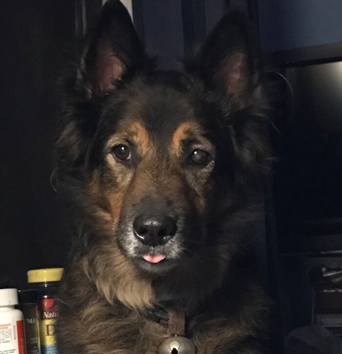 If His Tongue Is Out He Is Either Begging For Treats Or Sound Asleep