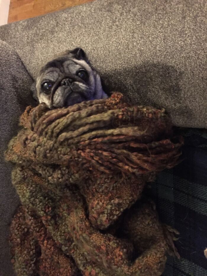 Lucy Requires The Best Place On The Couch And Mom’s Favorite Blanket