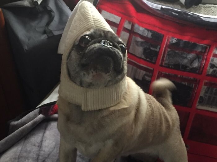 Lucy Will Only Wear The Hat To Her Banana Costume