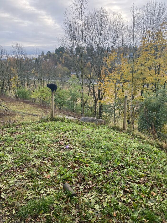 My Cat Likes To Park Here For Ages And Just Stay There Looking Extraordinary Uncomfortable.