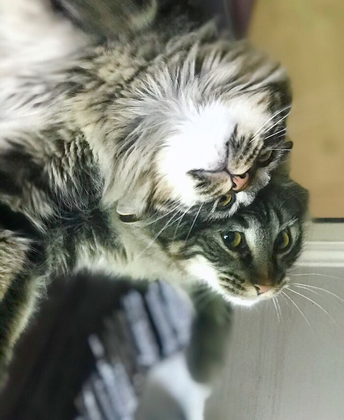 Courage Like To Be On His Back. I Love That He’s Looking At Me Via The Mirror He’s Laying On.