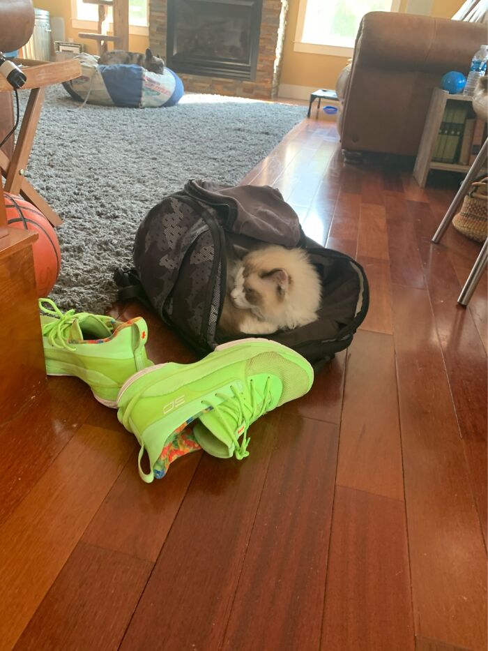 This Is Shaq. He Adores