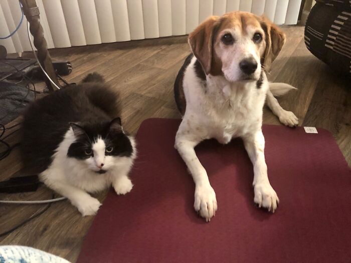 They Like To Watch Me Do Yoga.