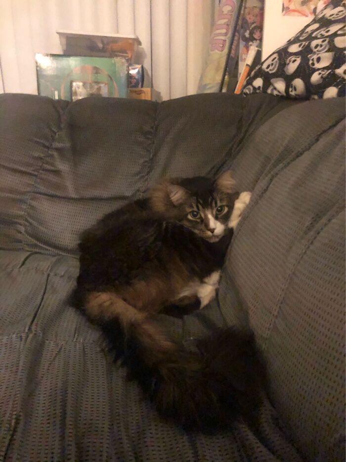 My Cat Favorite Sleeping Position