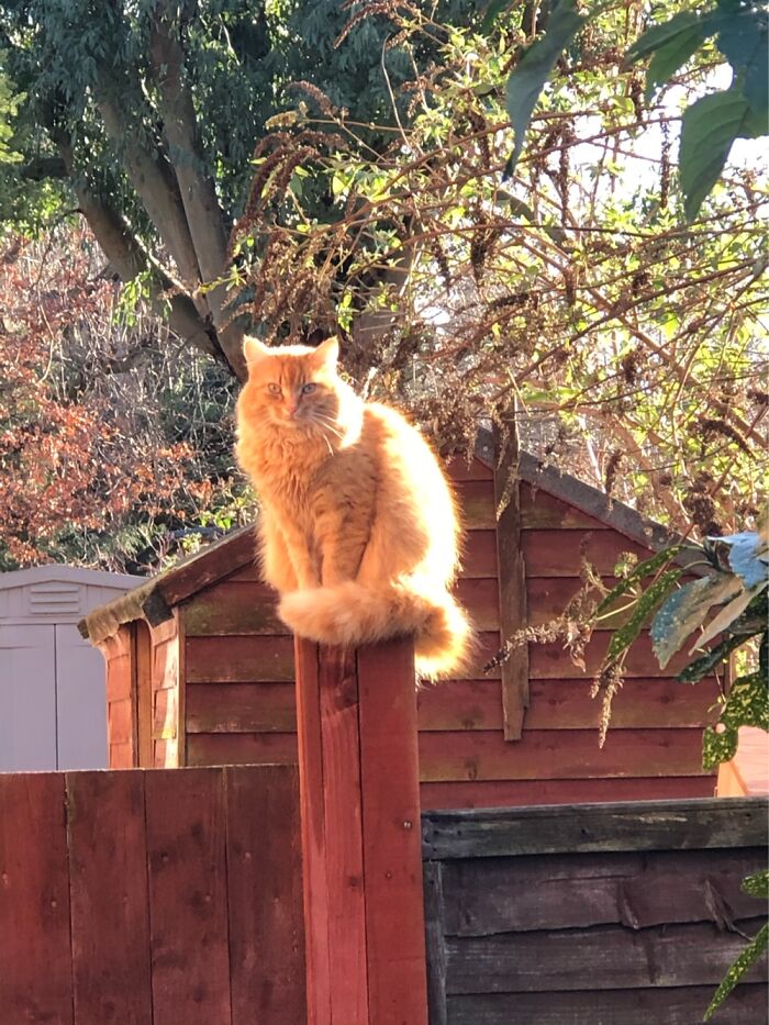 Dotty Likes To Sit In The Most Uncomfortable Place He Can So He Can Watch Out For Intruders !