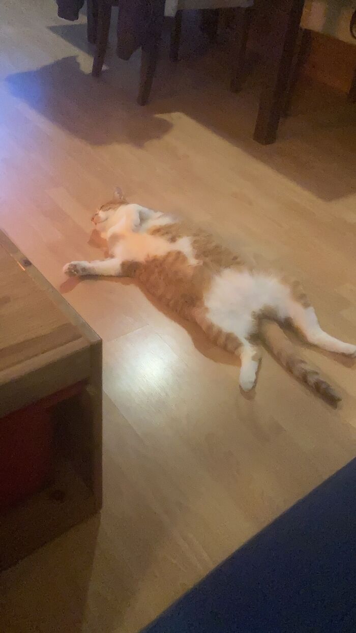 El Presidente Kato Just Likes The Warmth