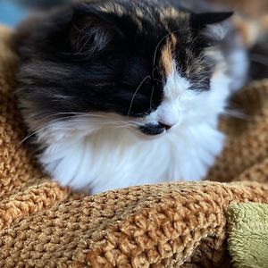 ivy_vanberlekom avatar