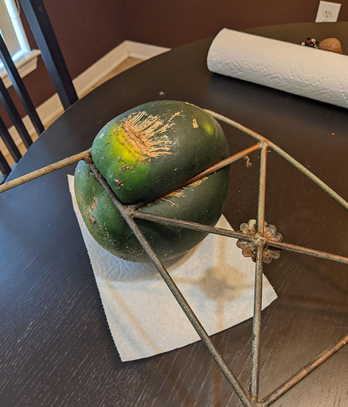 What Happens If A Watermelon Grows Too Close To The Fence