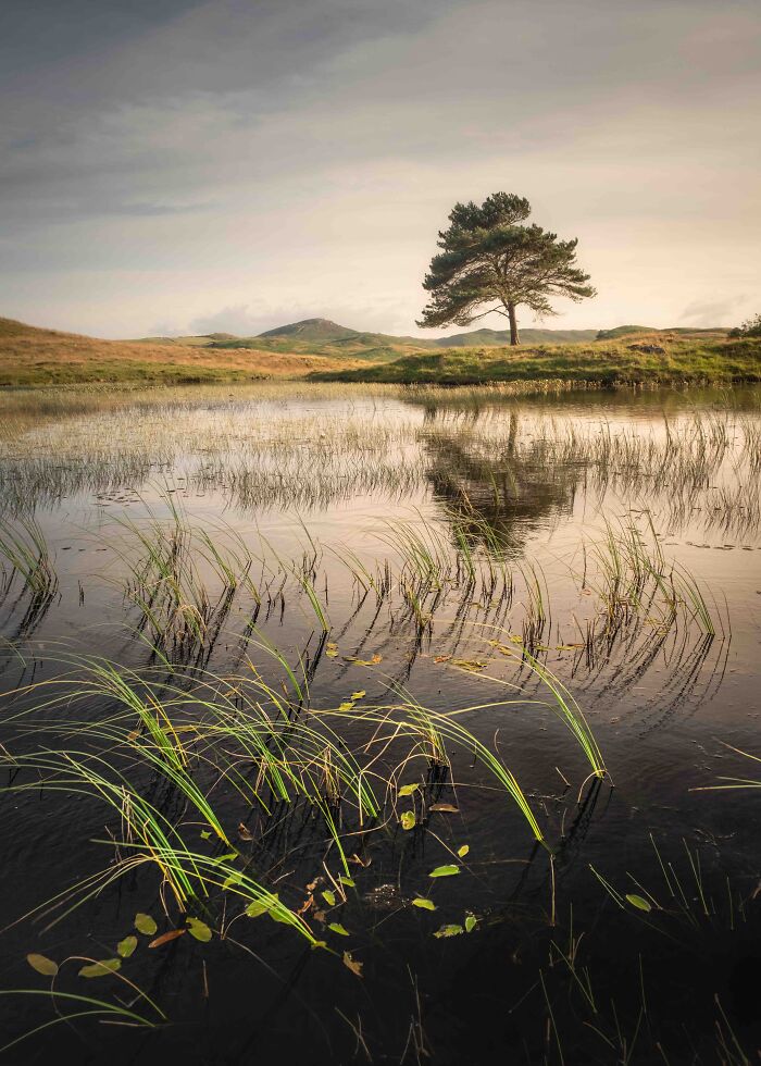 Classic View Commended: Stuart Mcglennon, 'Shoots', Cumbria