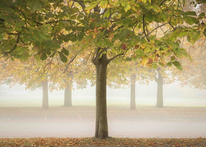 Classic View Commended: Terry Gibbins, 'Autumn Crunch', London