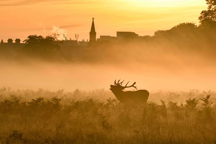 Urban Life Commended: Amanda Cook, 'The Bellow At Kingston', London