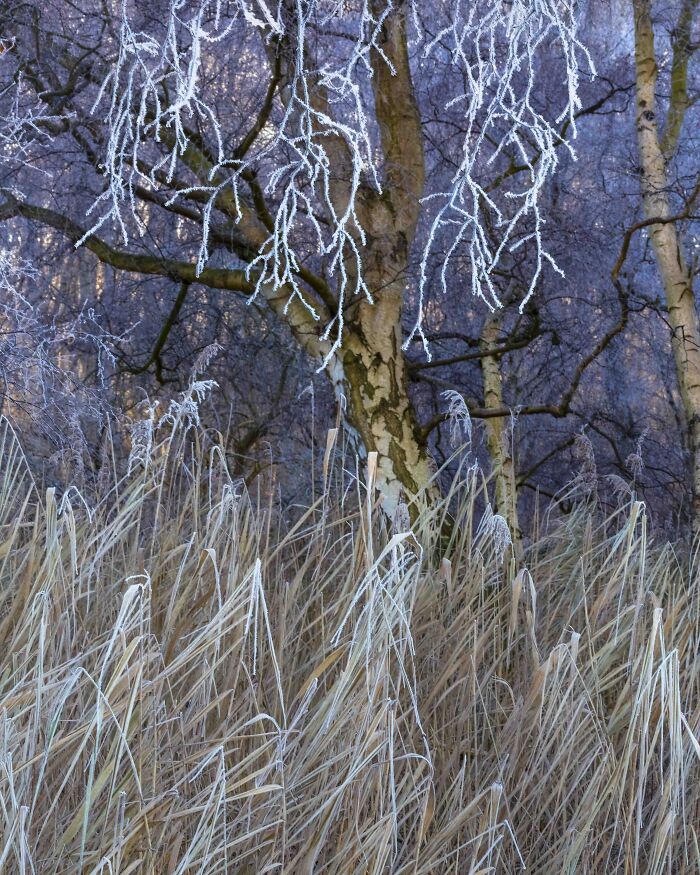 Your View Commended: Bob Davis, 'Holme Fen, Hoar Frost', Cambridgeshire