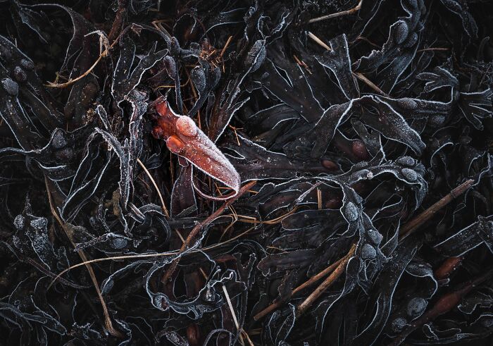 Your View Commended: Mik Dogherty, 'Seaweed Frost', Northumberland