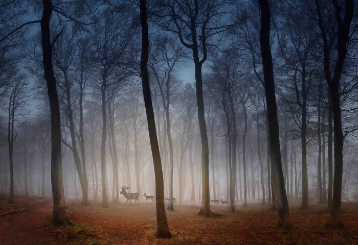 Your View Commended: Peter North, 'Deer In Dawn Mist', Hertfordshire