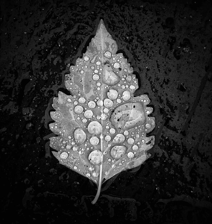 Your View Commended: Simon Pearce, 'Leaf And Drops', Derbyshire