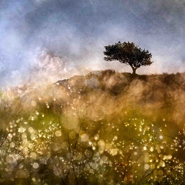 Your View Commended: Sophia Spurgin, 'Wet Grass And Tree', Cumbria