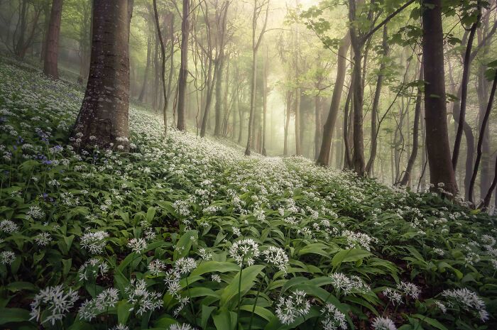 Lpoty 2020 Winner: Chris Frost, 'Woolland Woods', Dorset