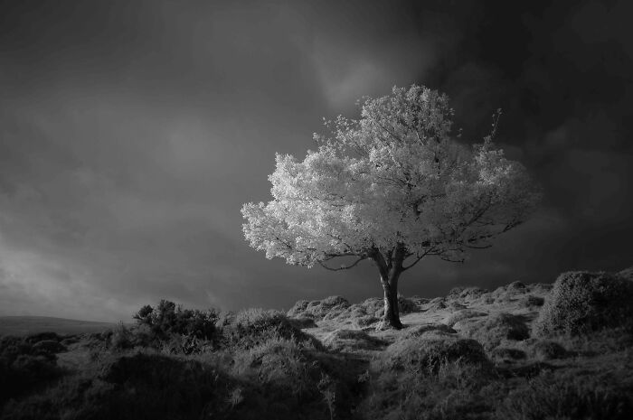 Black And White Winner: Neil Burnell, 'Fantasy', Devon