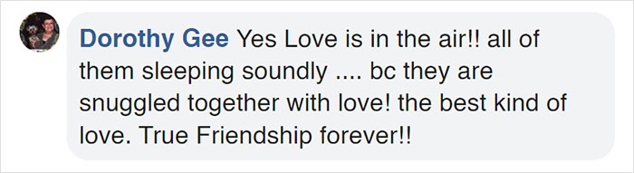 Watch Little Girl Get Ready For A Nap With Her Golden Retriever Dabao And Cat Motor