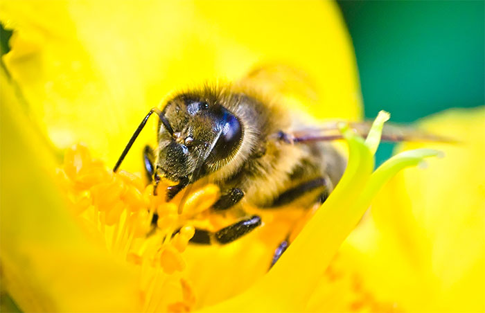 I Use A Reversed Lens To Capture What The Naked Eye Can’t See, Here Are My 27 Best Nature Shots