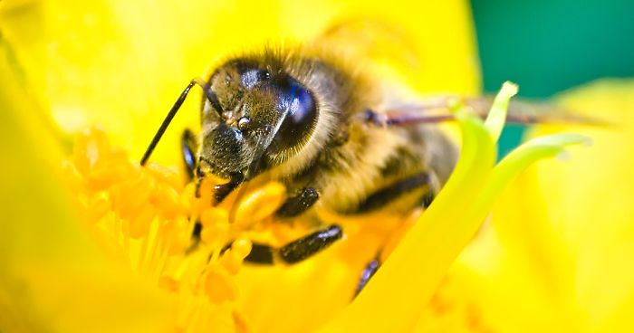 I Use A Reversed Lens To Capture What The Naked Eye Can’t See, Here Are My 27 Best Nature Shots