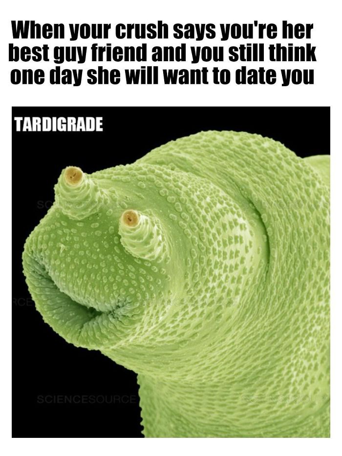 Microscopic-Creatures-Memes