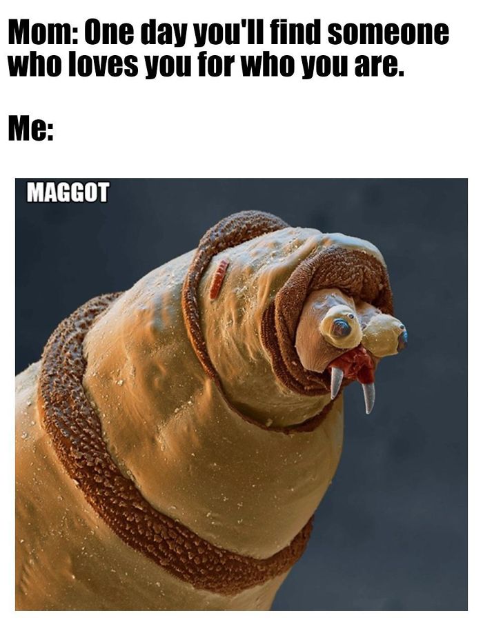 Microscopic-Creatures-Memes