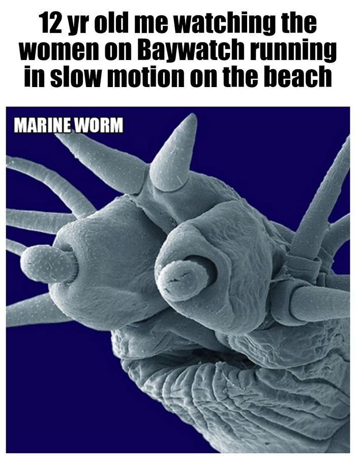 Microscopic-Creatures-Memes
