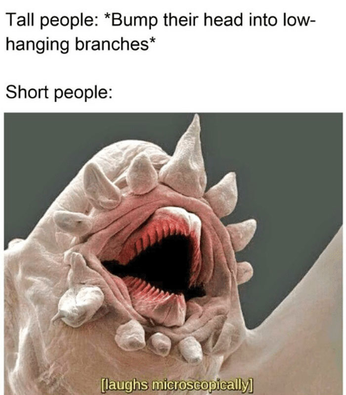 Microscopic-Creatures-Memes