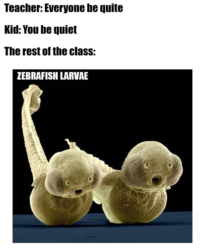 Microscopic-Creatures-Memes