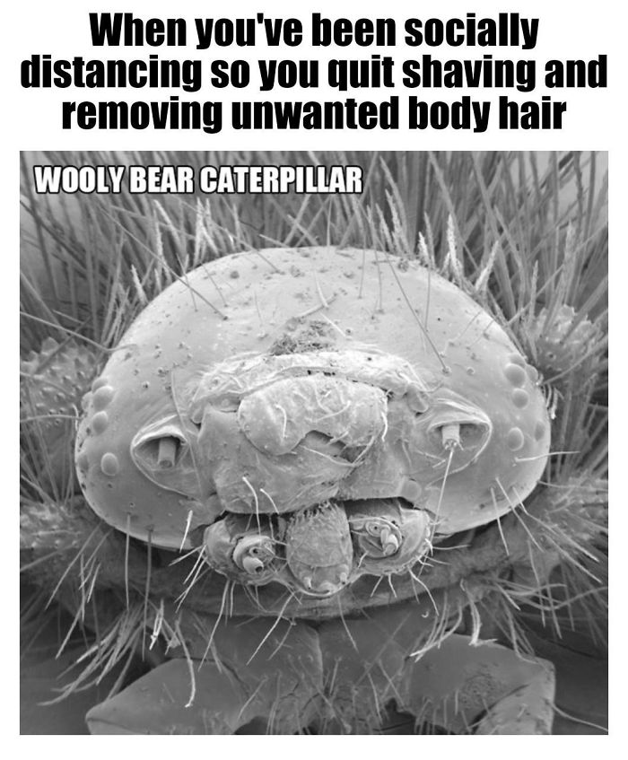 Microscopic-Creatures-Memes