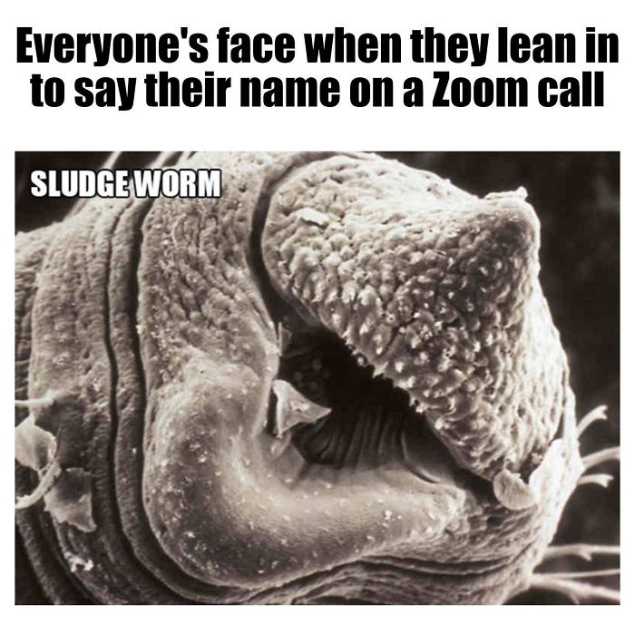 Microscopic-Creatures-Memes