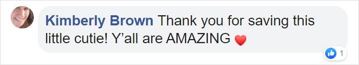 After Being Found Starving And Severely Dehydrated, 14-Week-Old Mountain Lion Cub Doubles Her Weight And Is Now Thriving