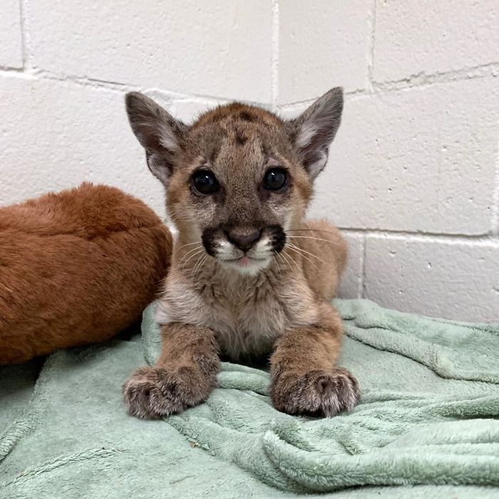 After Being Found Starving And Severely Dehydrated, 14-Week-Old Mountain Lion Cub Doubles Her Weight And Is Now Thriving After Being Found Starving And Severely Dehydrated, 14-Week-Old Mountain Lion Cub Doubles Her Weight And Is Now Thriving