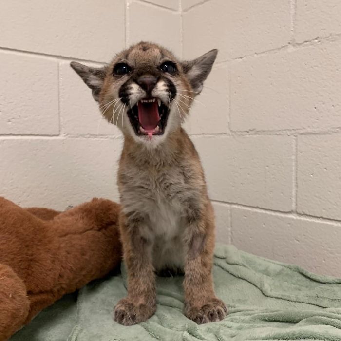 After Being Found Starving And Severely Dehydrated, 14-Week-Old Mountain Lion Cub Doubles Her Weight And Is Now Thriving