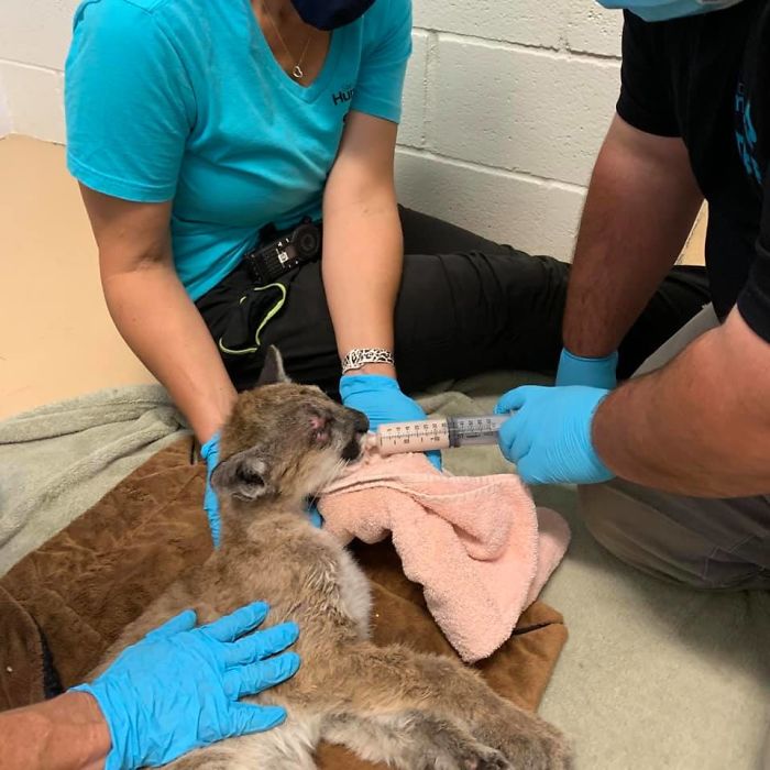After Being Found Starving And Severely Dehydrated, 14-Week-Old Mountain Lion Cub Doubles Her Weight And Is Now Thriving