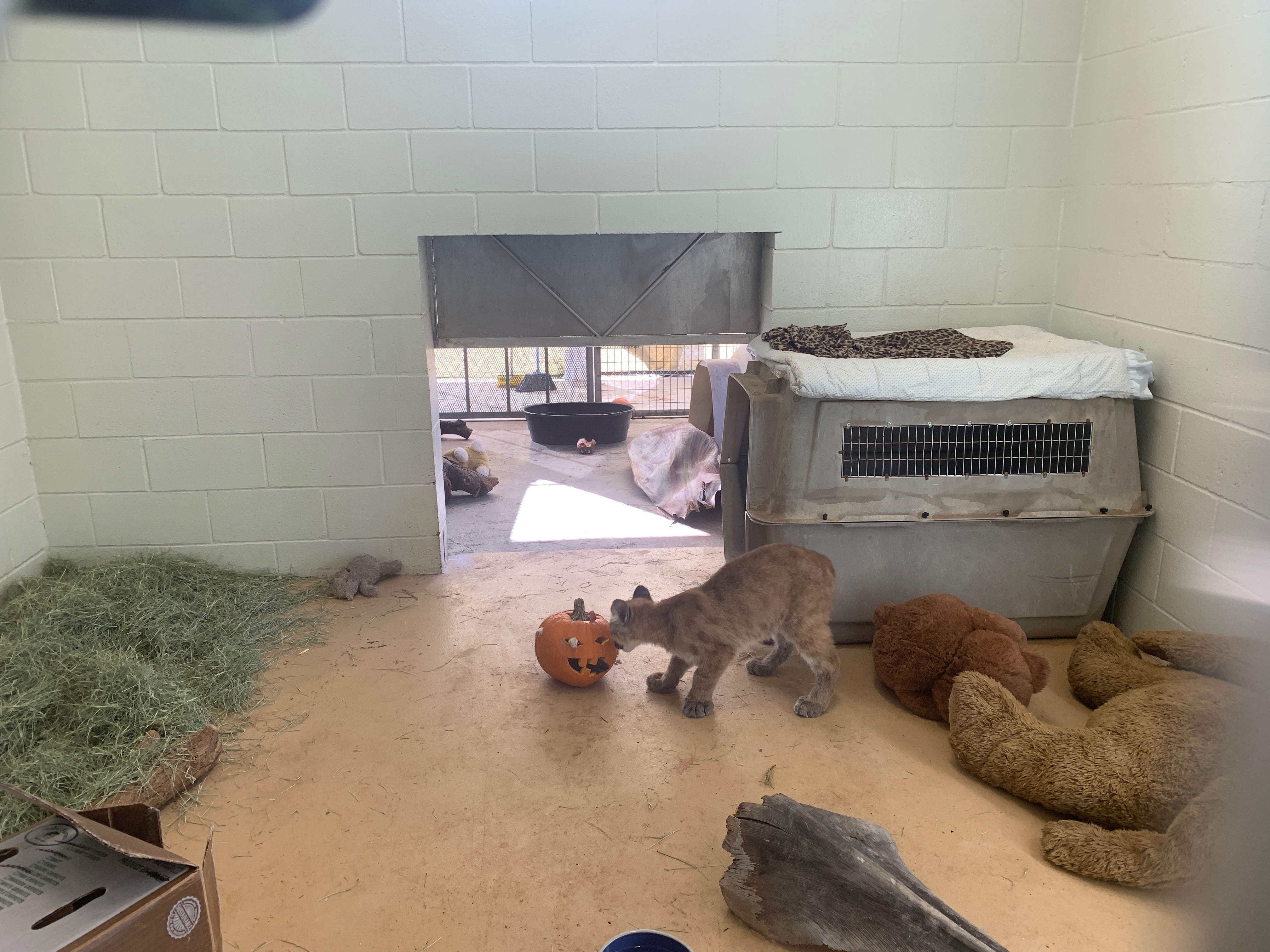 After Being Found Starving And Severely Dehydrated, 14-Week-Old Mountain Lion Cub Doubles Her Weight And Is Now Thriving