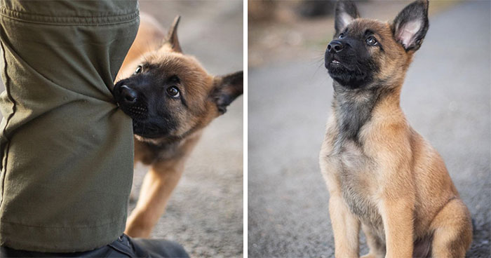 This Good Boy Just Started Training To Become A Police Dog In Estonia And People On The Internet Are Already Proud Of Him
