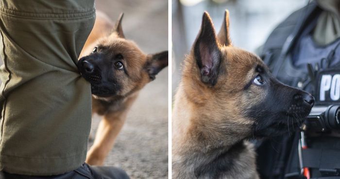 This Good Boy Just Started Training To Become A Police Dog In Estonia And People On The Internet Are Already Proud Of Him