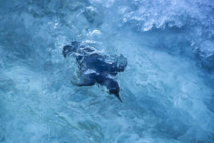 Highly Commended: 'Dipper Swimming Underwater' By Conrad Dickinson