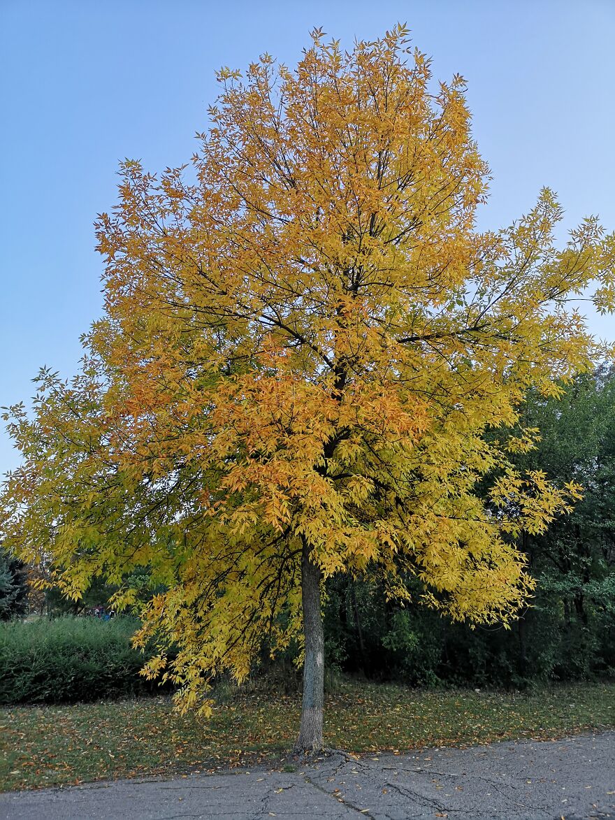 Autumn Landscapes From The Park In Student City Sofia