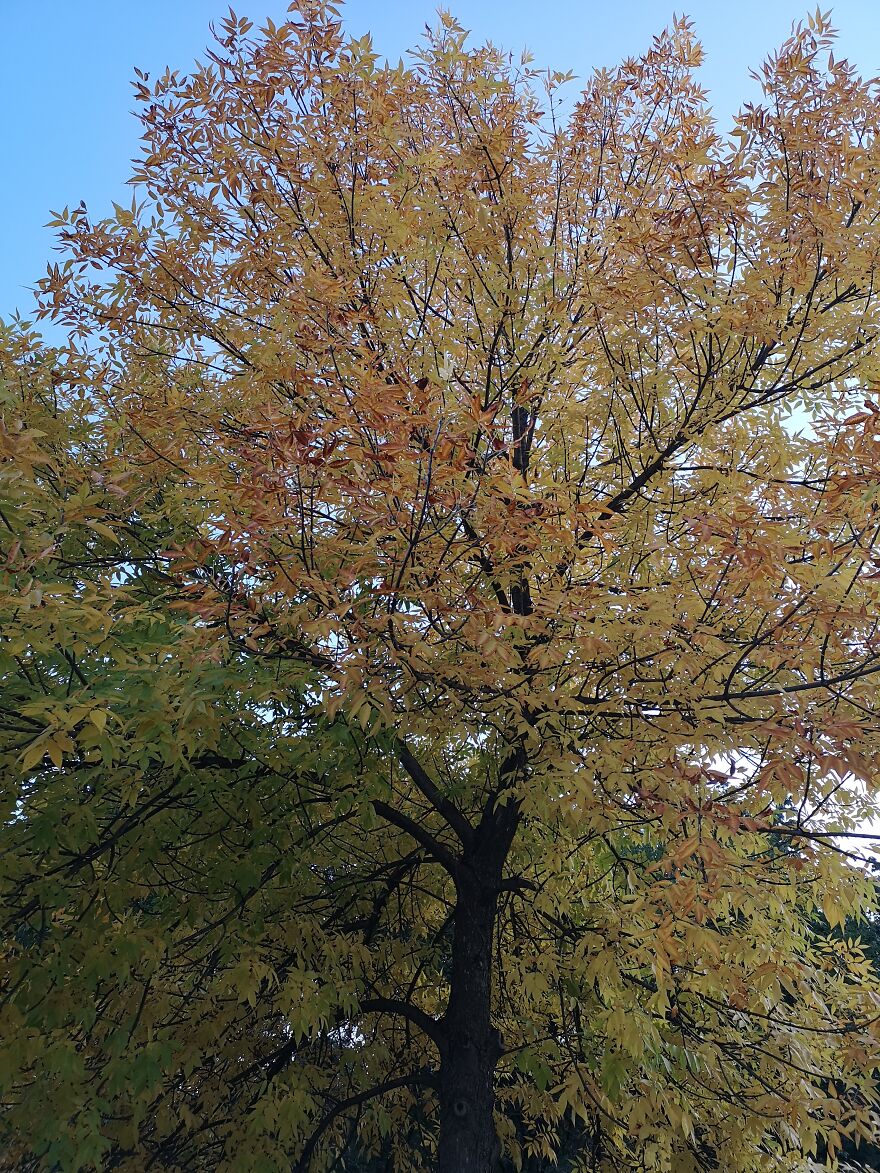 Autumn Landscapes From The Park In Student City Sofia