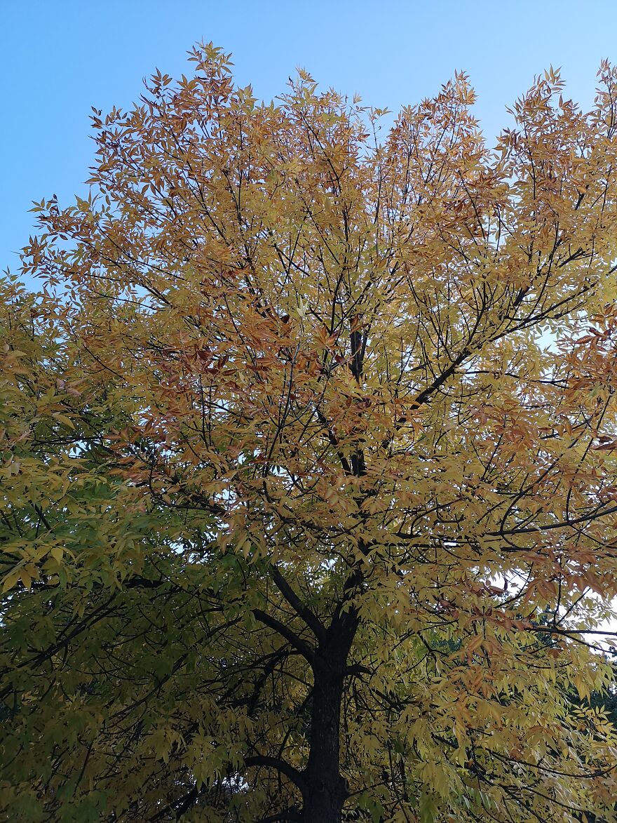 Autumn Landscapes From The Park In Student City Sofia