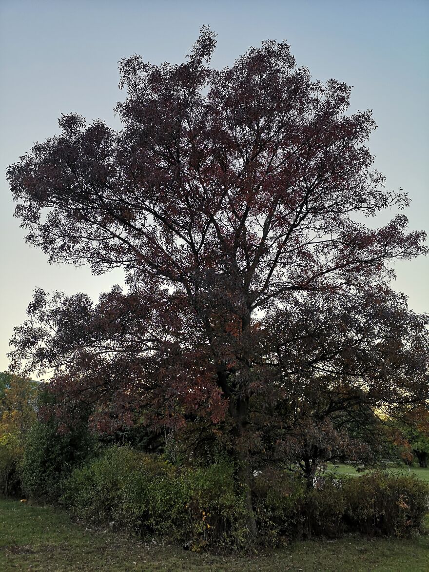 Autumn Landscapes From The Park In Student City Sofia