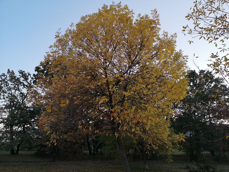 Autumn Landscapes From The Park In Student City Sofia